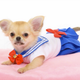 Illustration for article titled Small Dogs Cosplaying as emSailor Moon/em Characters